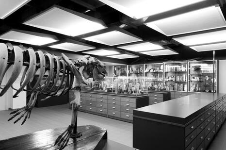Salle musée/espace d’enseignement de l’actuelle collection de zoologie de Sorbonne Université. 2023. 