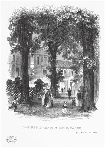 Gravure de Marville extraite de Pierre Boitard, Le Jardin des plantes… (1842). Gravure de Marville extraite de Pierre Boitard, Le Jardin des plantes… (1842).