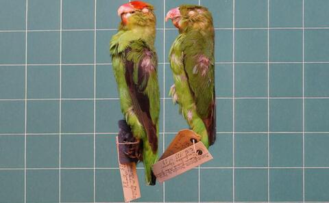 Poussières d'oiseaux Poussières d'oiseaux