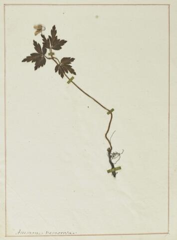 Une planche confectionnée par Rousseau (BPUN, MsR N.a., II, 37, 1). Numérisation : Conservatoire et jardin botaniques de la ville de Genève. Une planche confectionnée par Rousseau