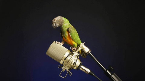 Parrot on a microphone