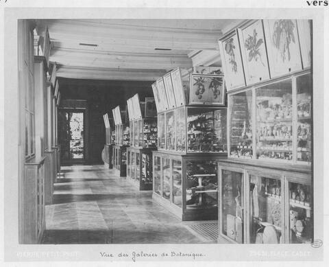 Pierre Petit, Vue des Galeries de Botanique, vers 1885. Muséum national d’Histoire naturelle, IC 967.