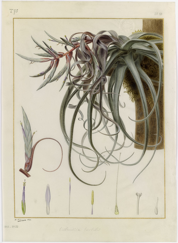 Alfred Riocreux, Tillandsia tortilis, 1843, aquarelle sur vélin. Muséum national d’histoire naturelle, Collection des vélins, portefeuille 75, folio 10.
